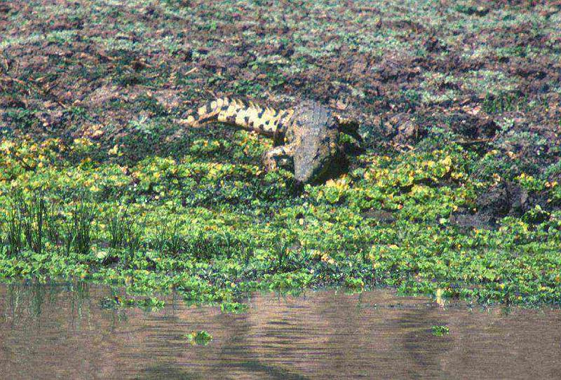 south-luangwa06c.jpg