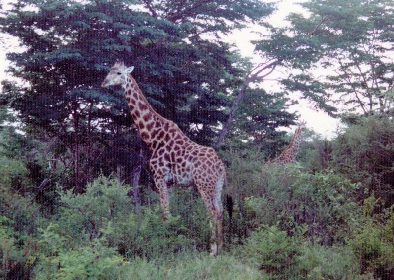 hwange02m.jpg